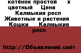 котёнок простой 3 - х цветный  › Цена ­ 10 - Калмыкия респ. Животные и растения » Кошки   . Калмыкия респ.